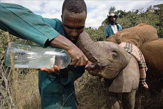 非洲象,幼仔,可爱,东察沃国家公园,肯尼亚