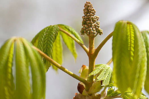 叶子,花,栗子树