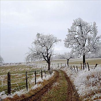 霜,树,道路,德国,冬天