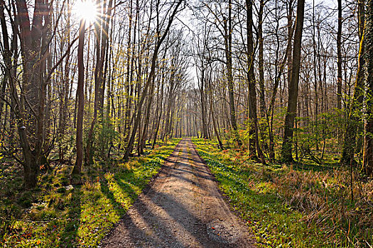 林中小径,太阳,自然保护区,靠近,黑森州,德国