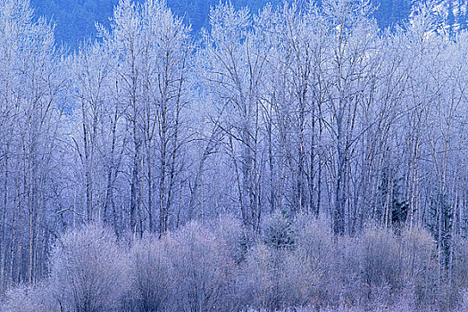 树林,罗布森山省立公园,不列颠哥伦比亚省,加拿大