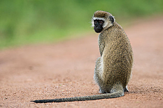 长尾黑颚猴,湖,国家公园,乌干达,非洲