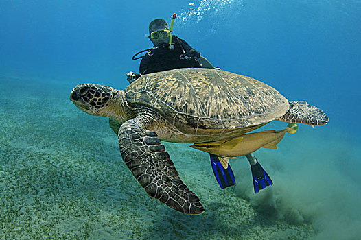 潜水,游泳,靠近,绿海龟,龟类,红海,阿布达巴卜,埃及,非洲