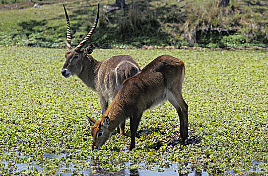 普通,水羚,一对,站立,马赛马拉,公园,肯尼亚