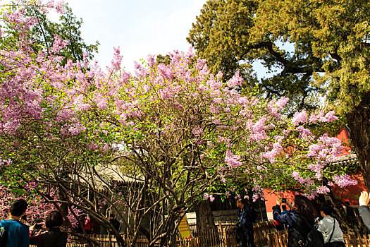 大觉寺