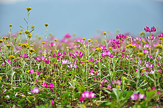 紫云英花地