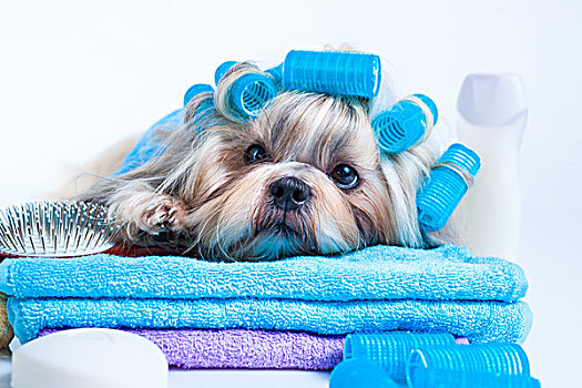 西施犬,狗,洗,卷发夹,毛巾,梳子,白色背景,背景
