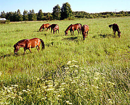马,草场