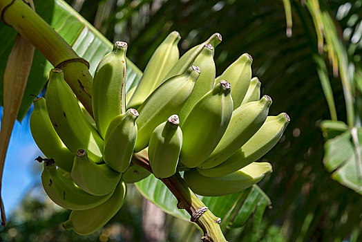 香蕉,水果,多年生植物,社会群岛,法属玻利尼西亚,大洋洲