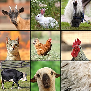 多种动物在一起的图片图片