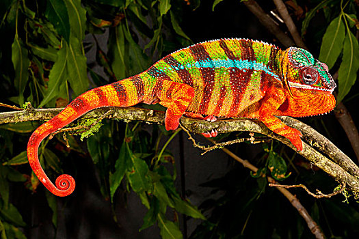 彩虹,豹纹变色龙,马达加斯加