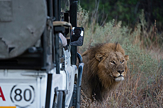 男性,狮子,正面,旅游,交通工具,奥卡万戈三角洲,博茨瓦纳