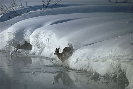 白尾鹿,积雪,河岸,水,黄石国家公园,怀俄明