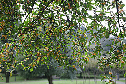 桂花桂树桂花树