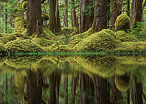 沼泽,树林,拖拉,山,生态,自然保护区,夏洛特女王岛,不列颠哥伦比亚省,加拿大