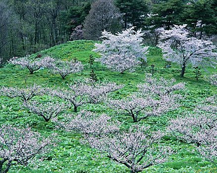 李子,树林