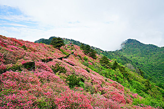 杜鹃花,大别山