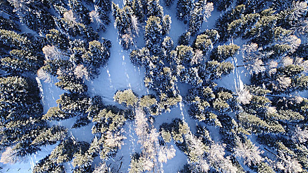 天山雪岭云杉