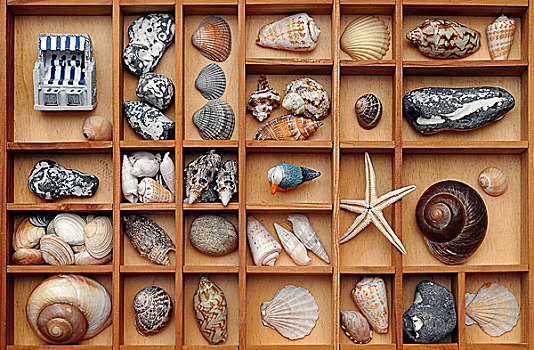 壳,石头,海滩,装饰,分类盒