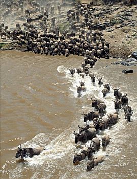迁徙,向上,角马,塞伦盖蒂,坦桑尼亚,背影,相互,动物,游泳,马拉河,几个