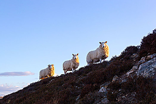 绵羊,公路,苏格兰高地