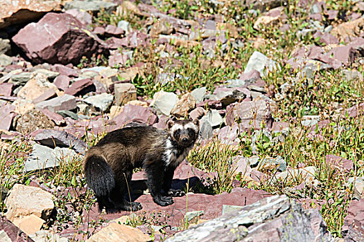 狼獾,成年,冰川国家公园,蒙大拿