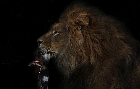 狮子,吃,捕食