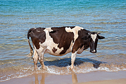 母牛,站立,海中,海滩,伯罗奔尼撒半岛,希腊,欧洲