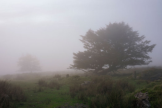 雾状,夜光,采石场,达特姆尔高原,国家公园