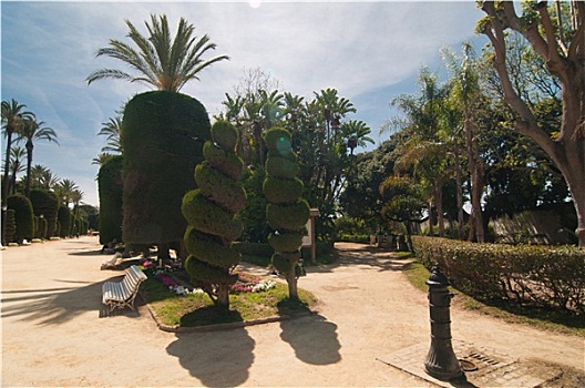 棕榈树,针叶树