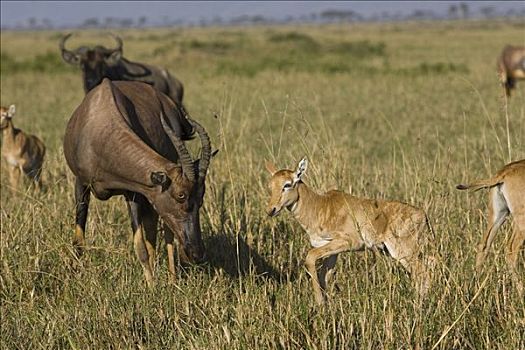 转角牛羚,母兽,3天大,老,小马,马赛马拉,肯尼亚