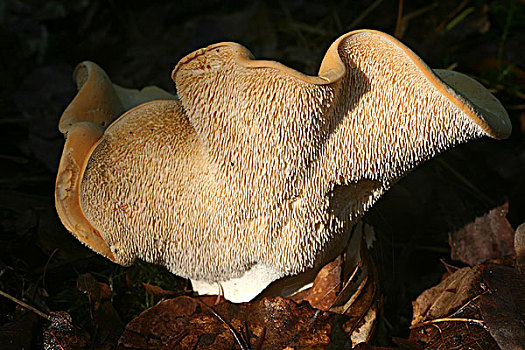 木头,蘑菇,上艾瑟尔省,荷兰