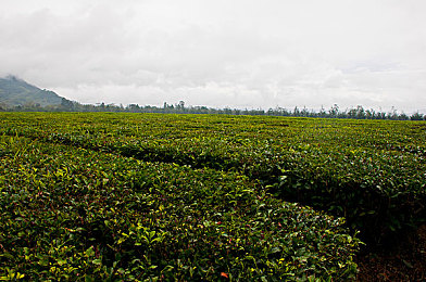 澳洲茶树图片