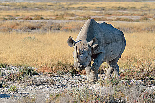 黑犀牛,成年,雄性,走,埃托沙国家公园,纳米比亚,非洲