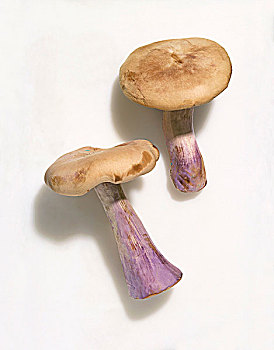 两个,蓝色,脚,蘑菇,白色背景