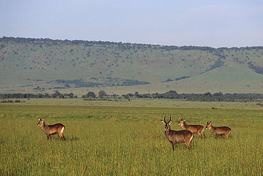 肯尼亚,马赛马拉,水羚,雄性,雌性