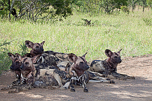 非洲野狗,非洲,涂绘,狗,非洲野犬属,克鲁格国家公园,南非
