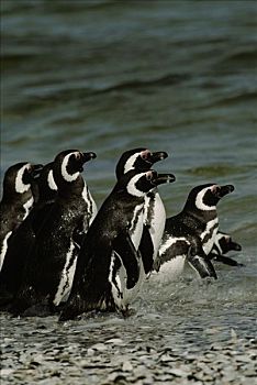 企鹅,福克兰群岛