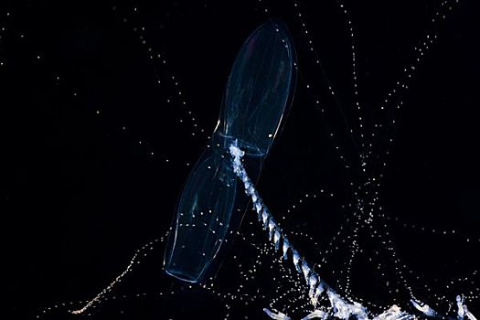 夏威夷,室外,浮游生物