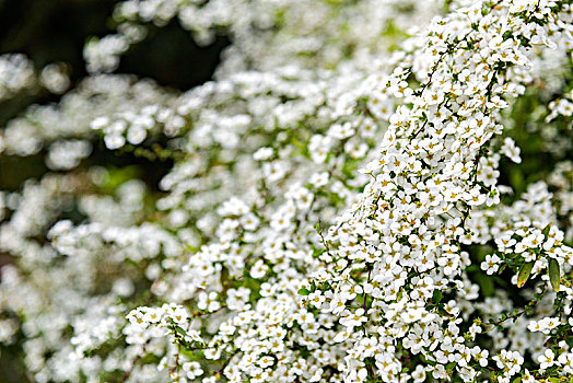 小白花喷雪花