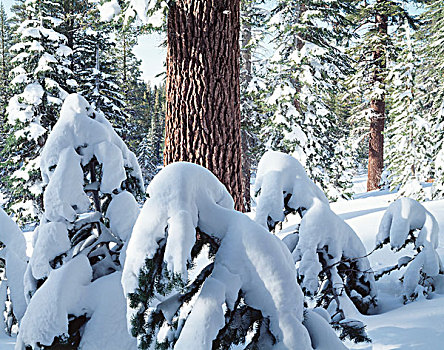 加利福尼亚,内华达山脉,印尤国家森林,积雪,红色,冷杉,大幅,尺寸
