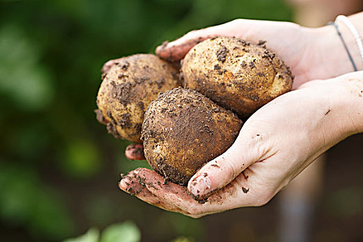 土豆,收获,女性,拿着,笔直,地点,清洁,吃,有机,农业,耕作,概念,聚焦