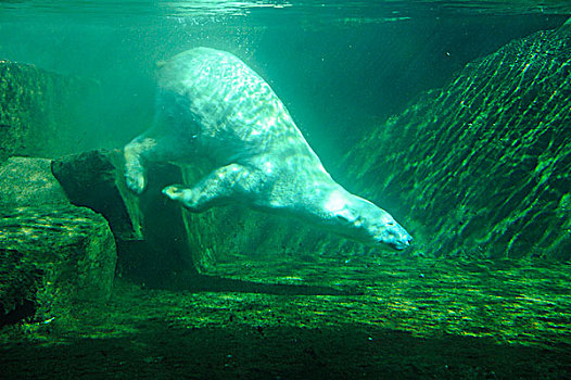 北极熊,水下