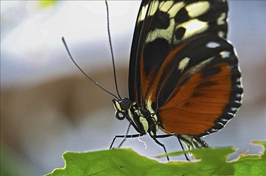 虎斑蝶,植物园,德国