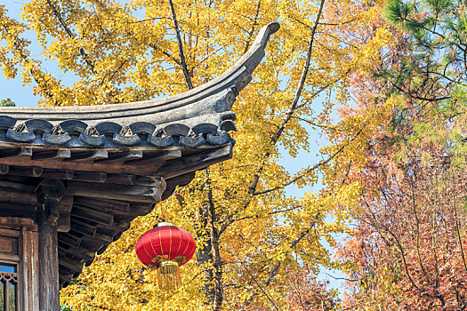 古建筑秋色,金黄色银杏树前的古亭檐角,南京愚园