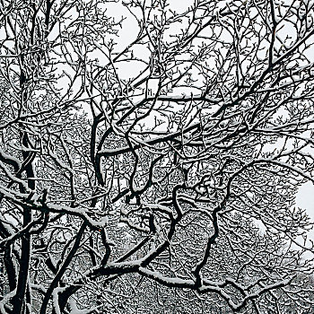 积雪,冬日树林