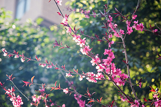 春季盛开的桃花