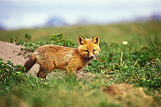 红狐,幼仔,狐属,不列颠哥伦比亚省,加拿大