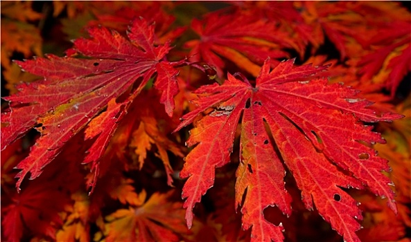 红色,秋叶