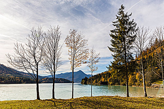 树,瓦尔幸湖,巴伐利亚,德国